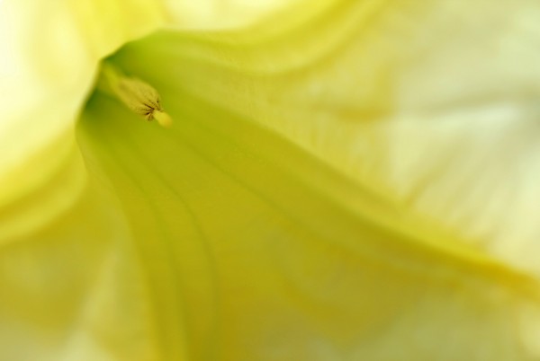 Abstract Angels Trumpet In Yellow by Deb Oppermann